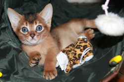 kitten